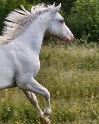 Puledra appaloosa un anno