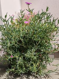 Piante e fiori da giardino e da vaso