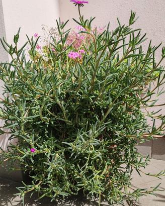 Piante e fiori da giardino e da vaso