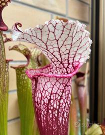 Sarracenia H207 B  pianta carnivora