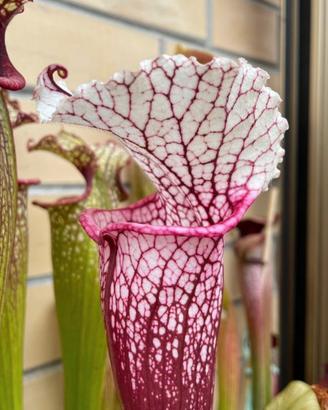 Sarracenia H207 B  pianta carnivora