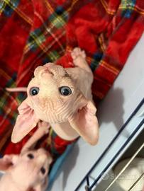 Sphynx