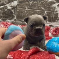 Cucciola Bulldog Francese BLUE
