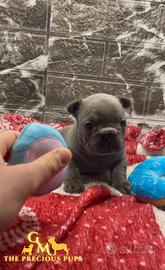 Cucciola Bulldog Francese BLUE