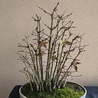 bonsai di aceri yamamomiji