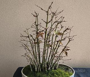 bonsai di aceri yamamomiji