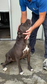 Pitt Bull
