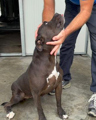 Pitt Bull