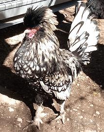 Gallo Padovano nano