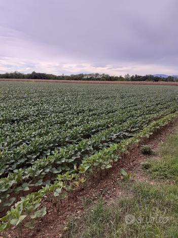 Terreno agricolo