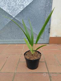 Pianta palma Chamaerops Humilis in vaso h 30-35cm