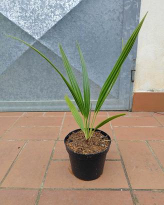 Pianta palma Chamaerops Humilis in vaso h 30-35cm