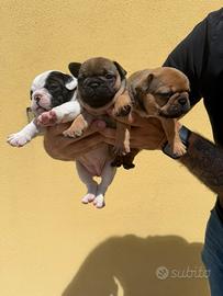 Bulldog francese