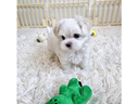 cucciolo-di-maltese