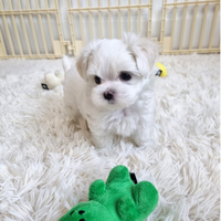 Cucciolo di maltese