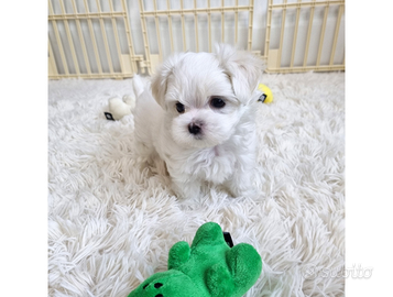 Cucciolo di maltese