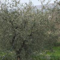 Piante di ulivo