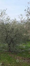 Piante di ulivo