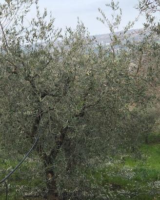 Piante di ulivo