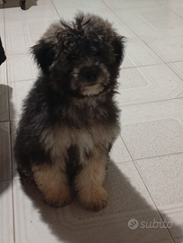 Ultimo cucciolo di maltipoo