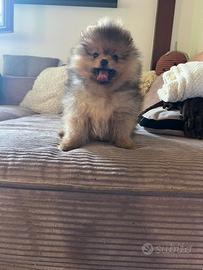 Spitz Pomerania
