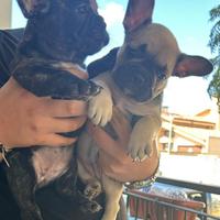 Bulldog francese
