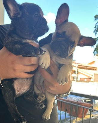 Bulldog francese