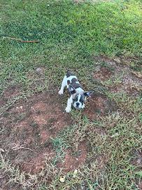 Cucciolo bulldog francese, esotico