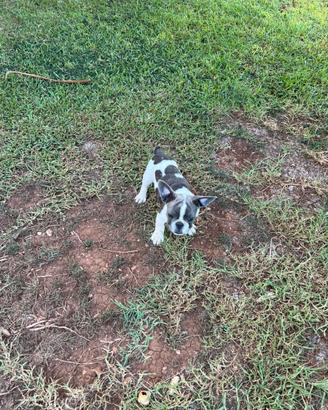 Cucciolo bulldog francese, esotico