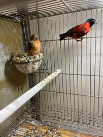 Cardinalini del venezuela