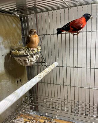 Cardinalini del venezuela