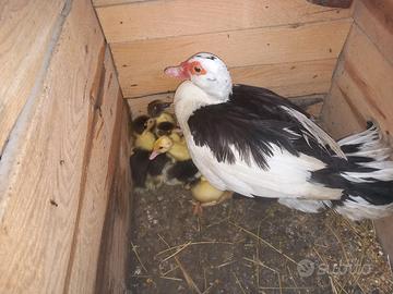 Anatre galline