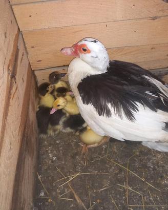 Anatre galline