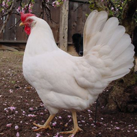 Galline livornesi