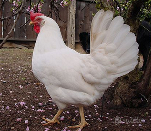 Galline livornesi