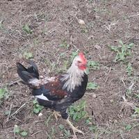 Galletti Val Platani e Siciliano Coronato