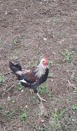 Galletti Val Platani e Siciliano Coronato