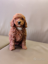 Barboncino Pedigree Enci