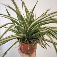 pianta in vaso falangio