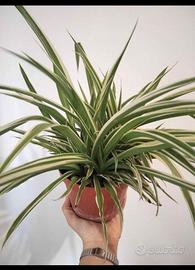 pianta in vaso falangio