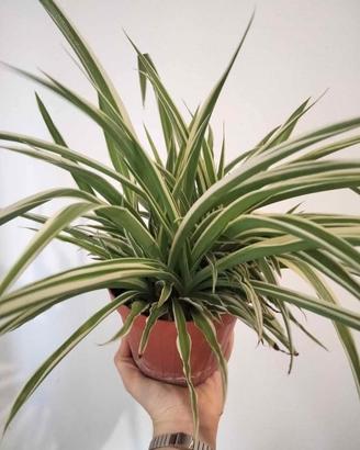 pianta in vaso falangio