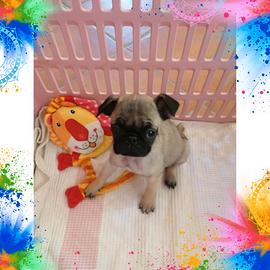 Cucciola femmina di carlino