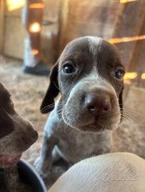Cuccioli di bracco pointer