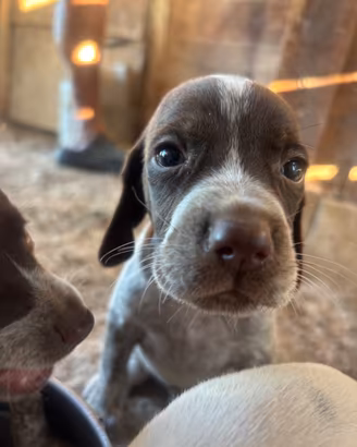 Cuccioli di bracco pointer