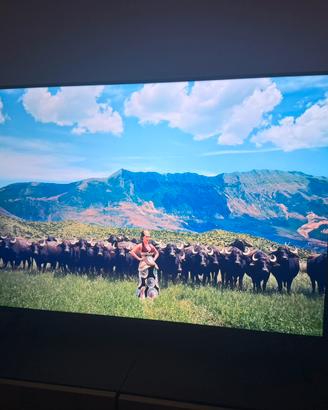Tv qled TCL 43”