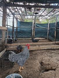 Galline