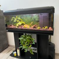 Acquario 120lt