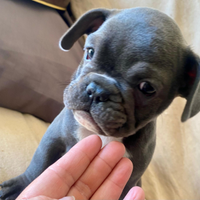 Stupendo cucciolo di Bulldog francese maschio