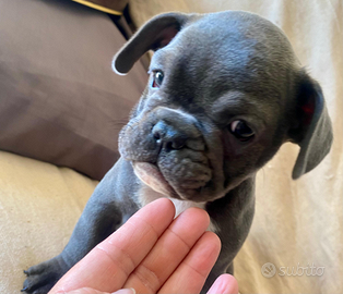 Stupendo cucciolo di Bulldog francese maschio