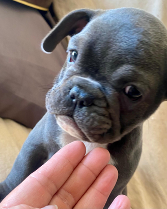 Stupendo cucciolo di Bulldog francese maschio